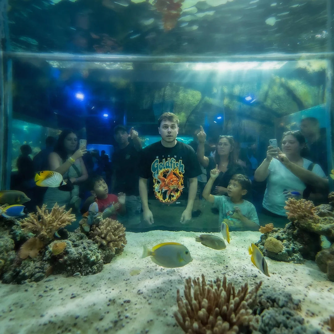 Miami Goldfish - [Not the Dolphins] Tee on-body fit